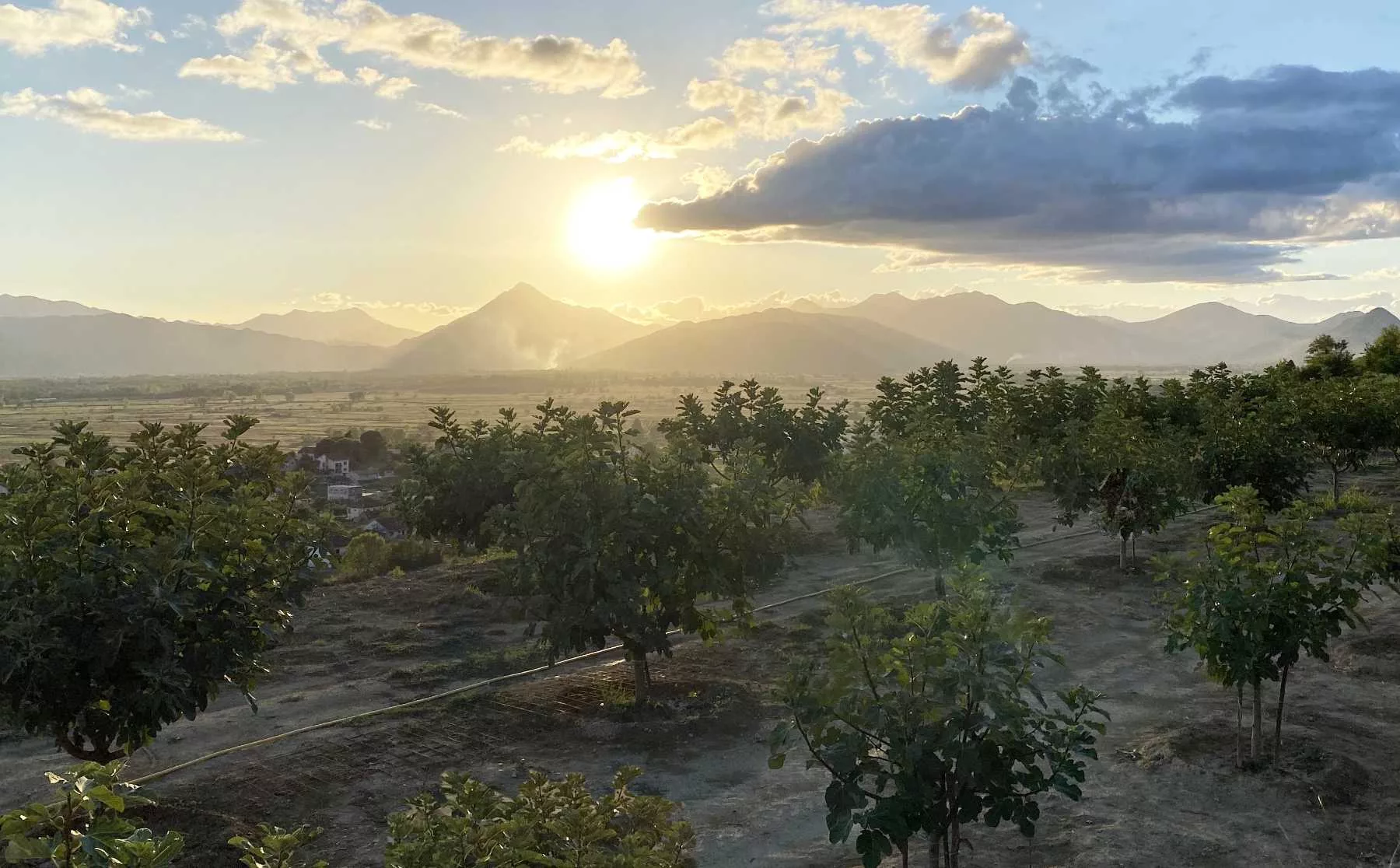 Landschaft in der Herzegowina mit Bio Feigen