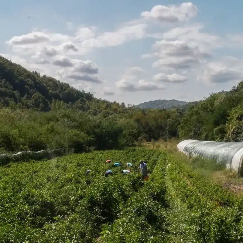 Arbeiterinnen bei der Ernte von Paprika für Bio Ajvar