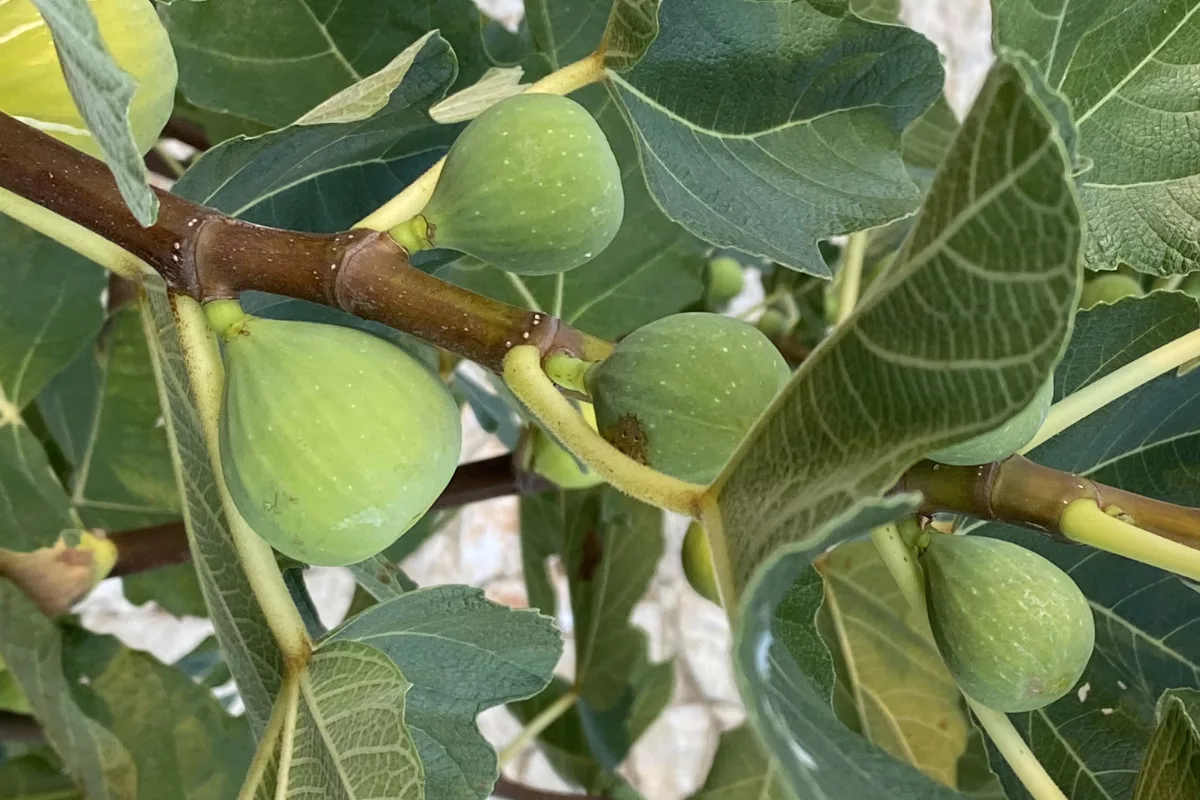 Grüne Feigen am Baum