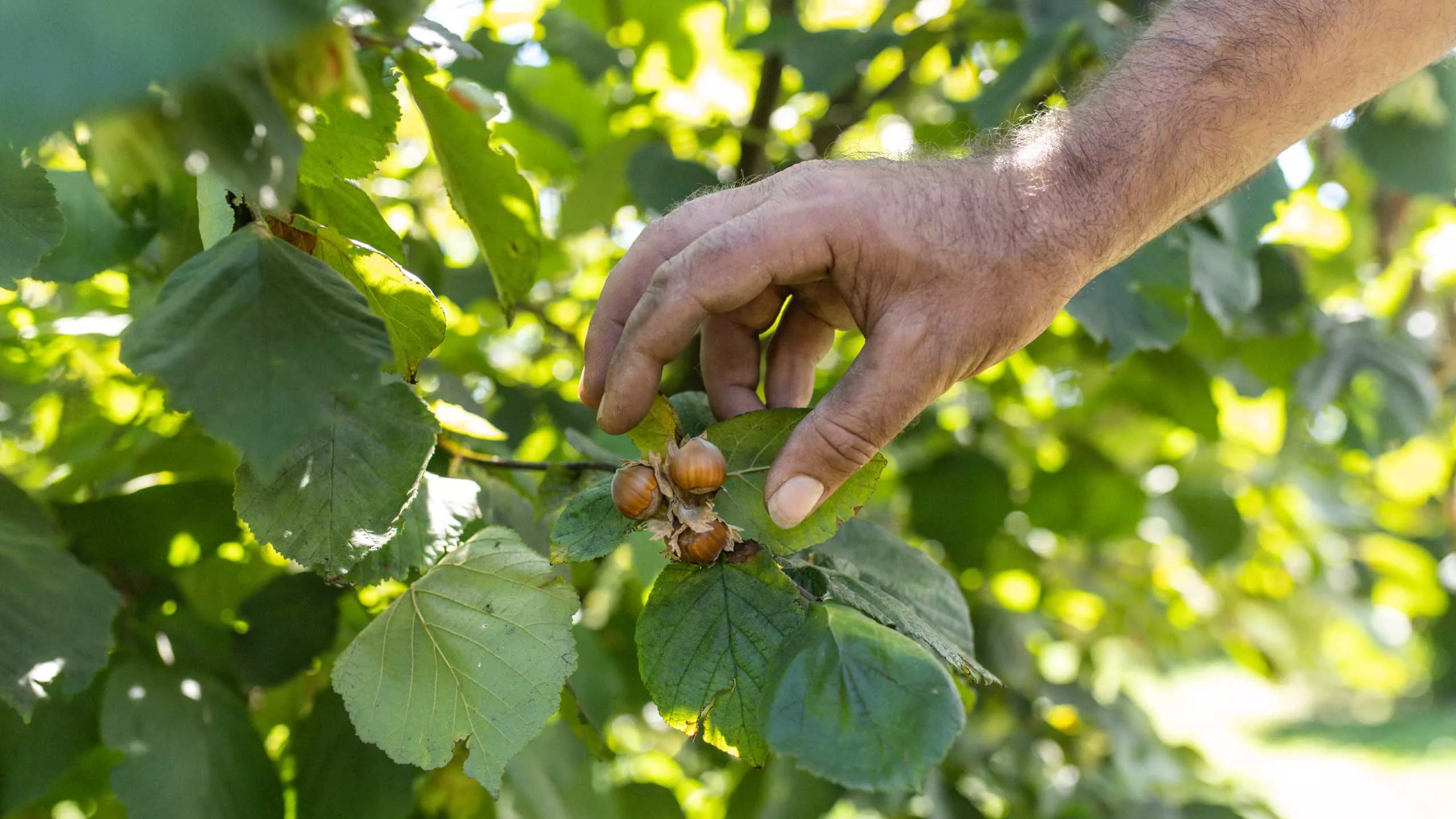 Hände bei der Ernte von Bio Haselnüssen