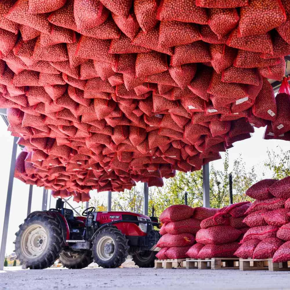 Bio Haselnüsse hängen i Säcken zwecks Trocknung