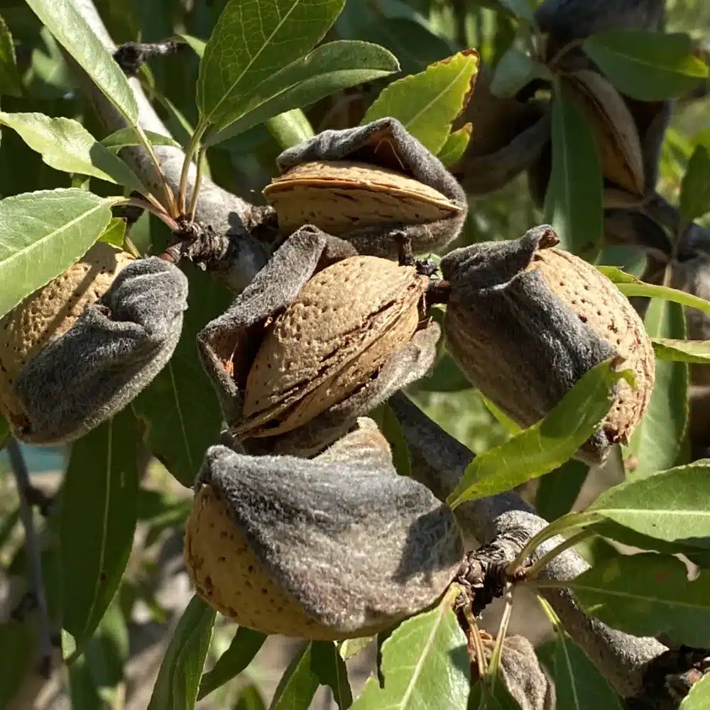 Bio Mandeln, die ins Mus für Bio Trio kommen