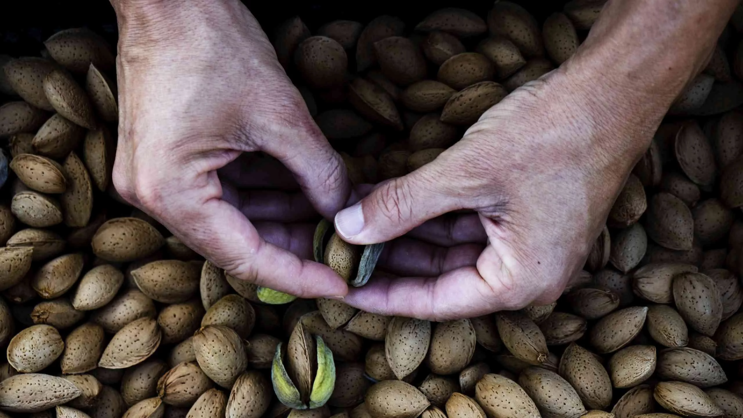 Bio Mandeln aus Nordmazedonien werden geschält