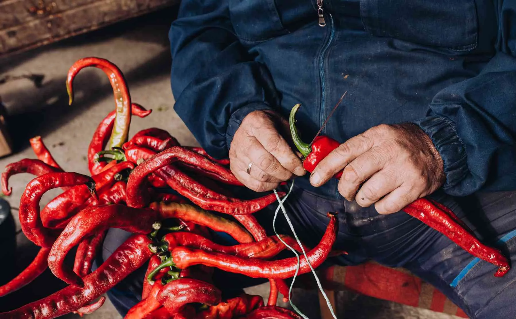 Biobauer Joca fehlt eine Paprika nach der anderen mit einer großen Nadel auf