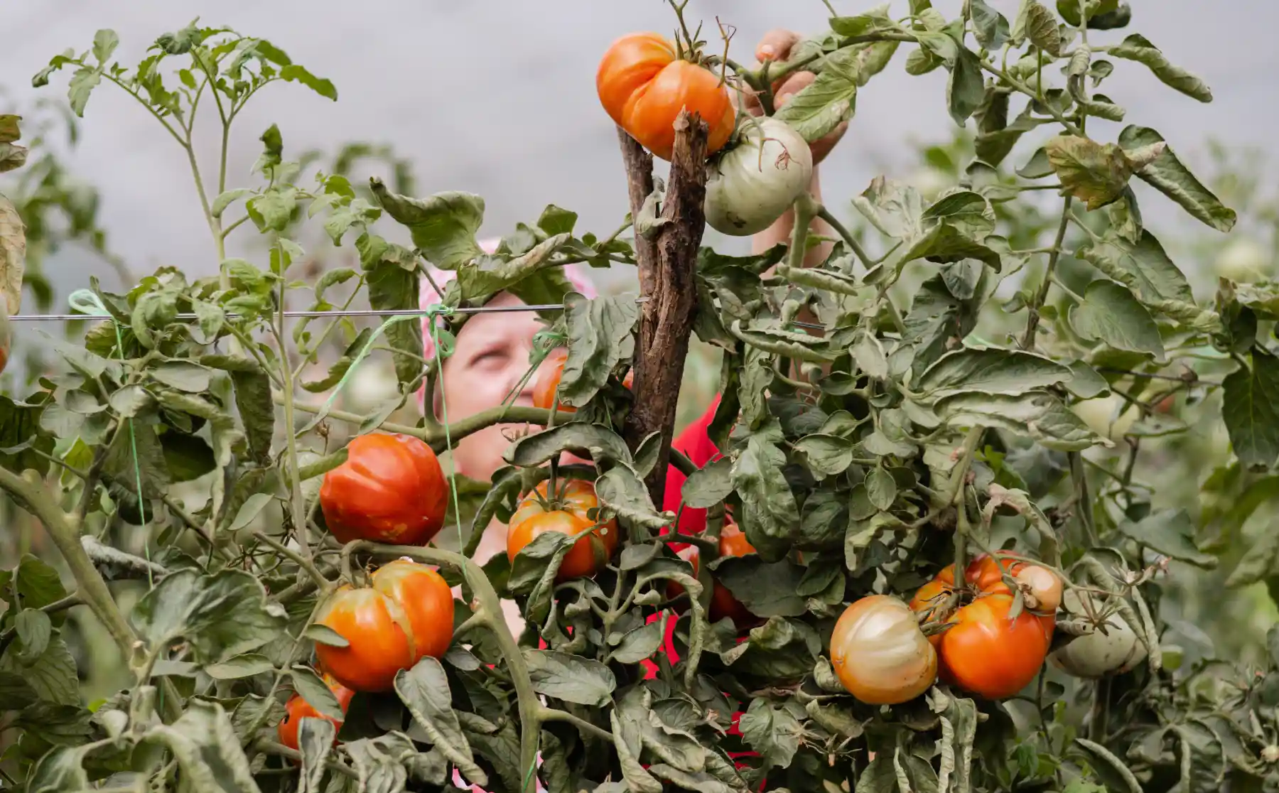 Tomaten werden für Bio Mackalo geerntet